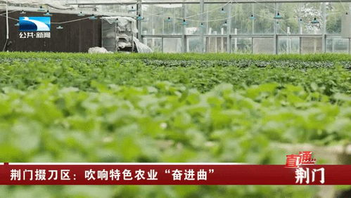 荊門掇刀區(qū) 吹響特色農(nóng)業(yè)奮進(jìn)曲，譜寫農(nóng)林牧漁新篇章