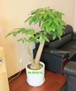 成都花卉綠植租賃服務 一站式綠化解決方案